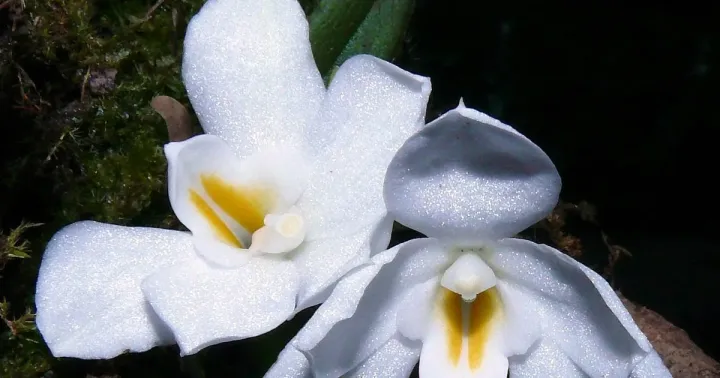 Amesiella philippinensis
