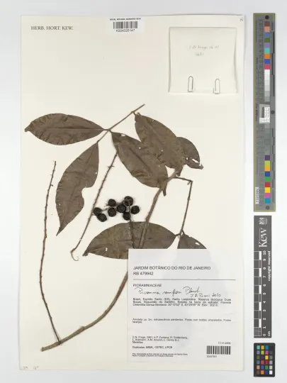 Picramnia parvifolia