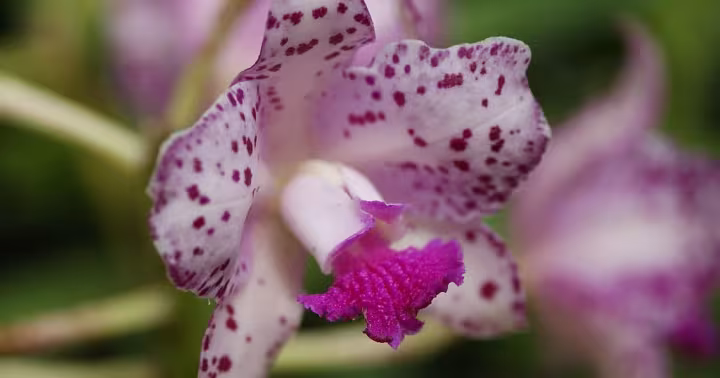Cattleya amethystoglossa