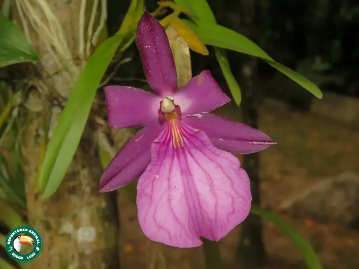 Miltonia moreliana