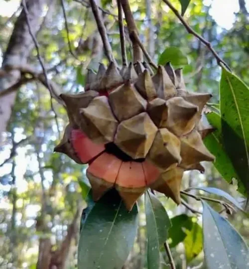 Duguetia salicifolia