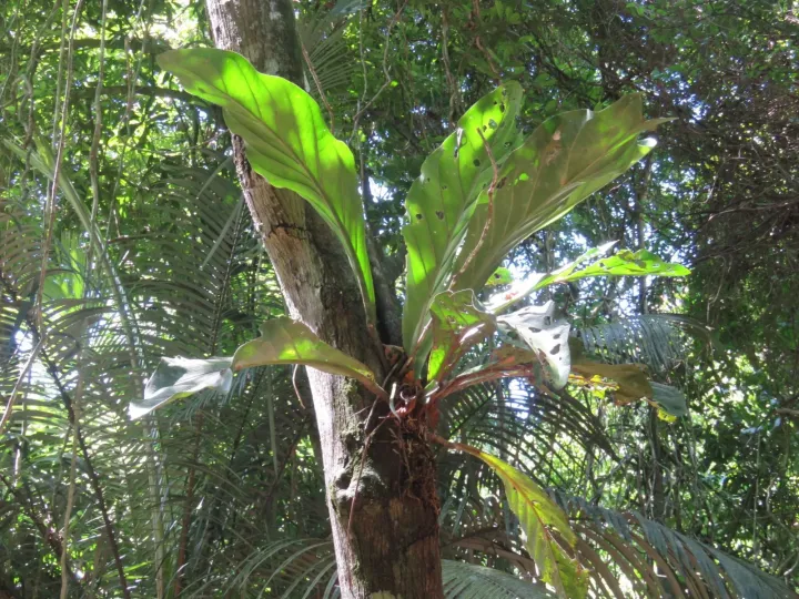 Anthurium solitarium
