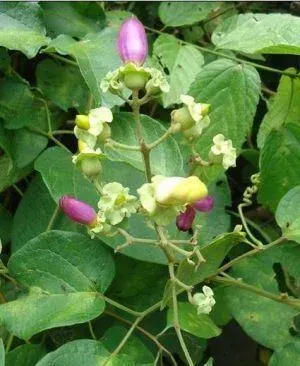 Amphilophium bracteatum