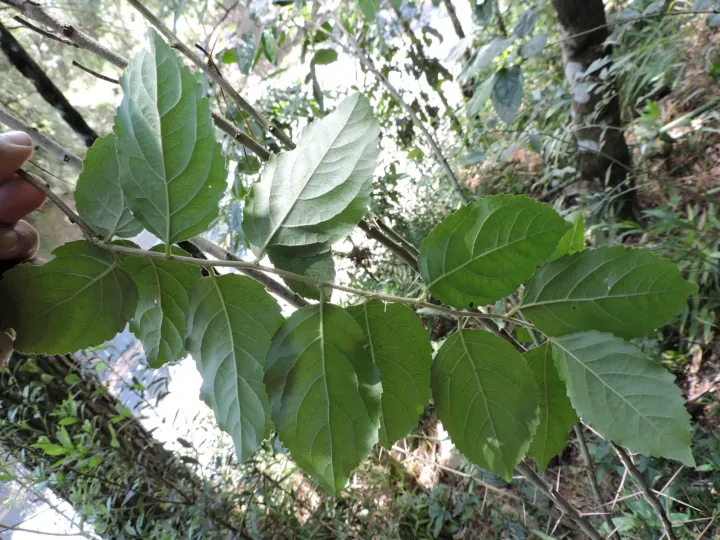 Xylosma ciliatifolia