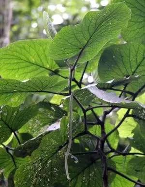 Piper aequilaterum