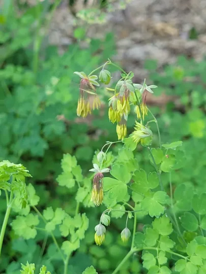 Fendler's meadow-rue
