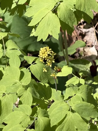 Blue cohosh