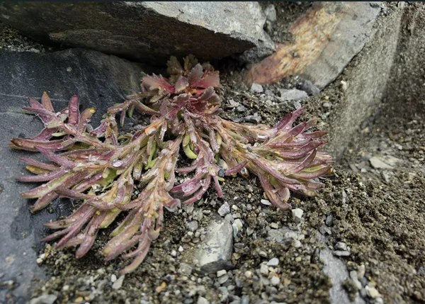 Solms-laubachia himalayensis