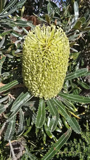 Banksia aemula