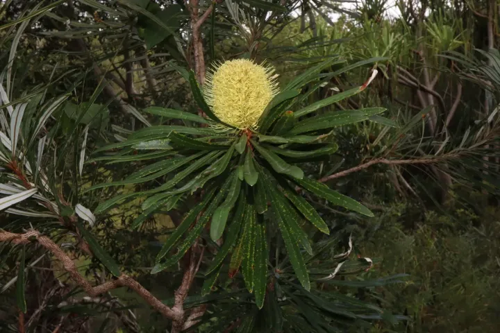 Northern banksia