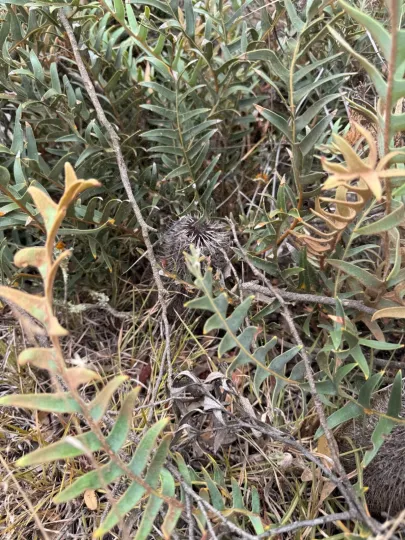 Banksia blechnifolia