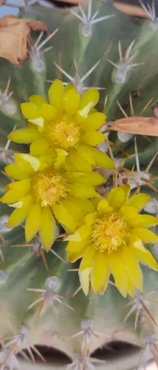Ferocactus alamosanus