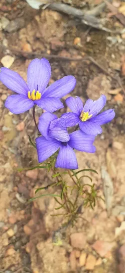 Cheiranthera linearis
