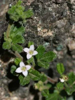 Zieria obcordata