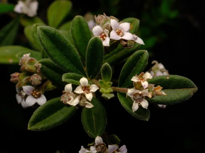 Zieria cytisoides