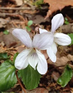 White violet
