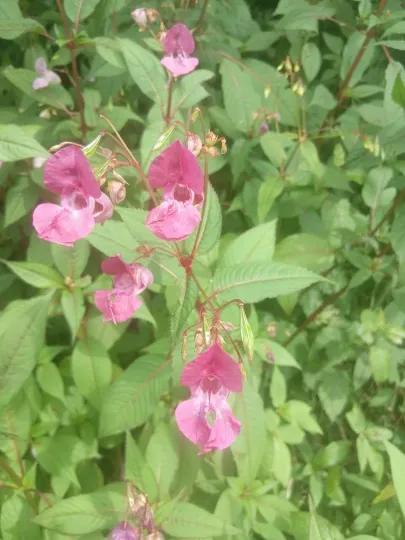 Himalayan balsam