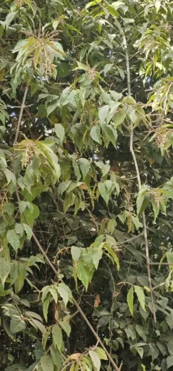 Sageretia filiformis
