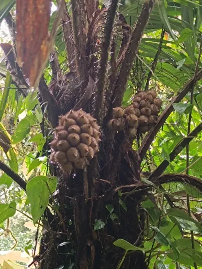 Astrocaryum alatum