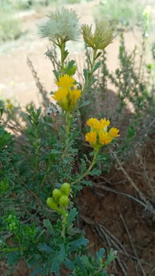 Isocoma hartwegii
