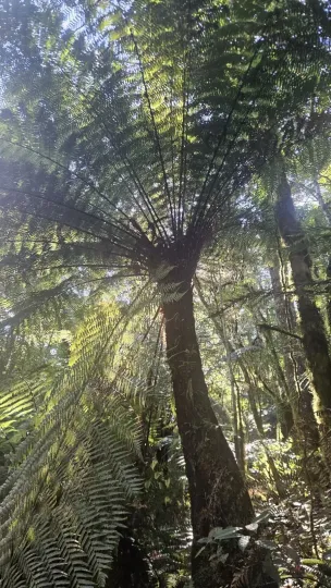 Dicksonia sellowiana