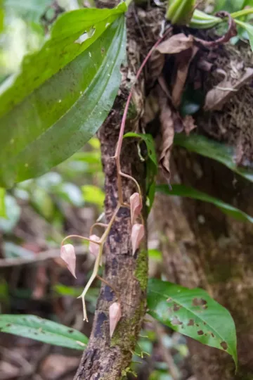 Gongora unicolor