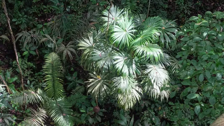 Cryosophila warscewiczii