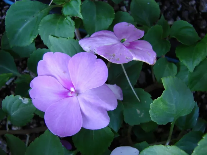Waller's creeping balsam