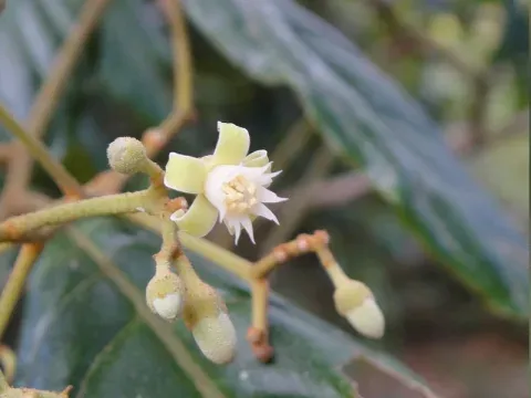 Trichilia volkensii