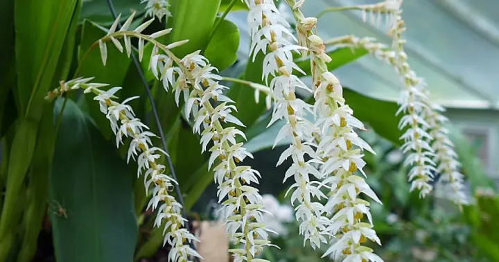 Dendrochilum glumaceum