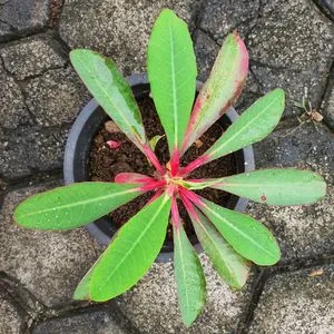 Euphorbia bongolavensis
