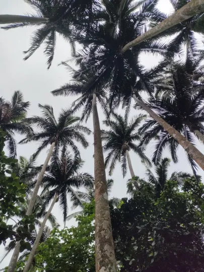 Satakentia palm