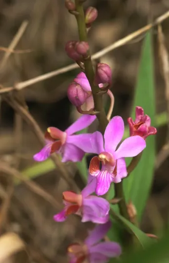 Phalaenopsis pulcherrima
