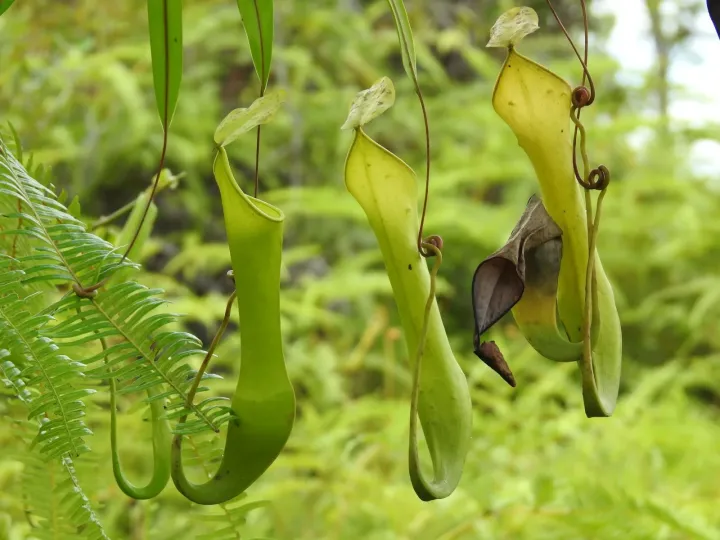 Nepenthes reinwardtiana