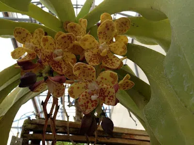 Vandopsis shanica