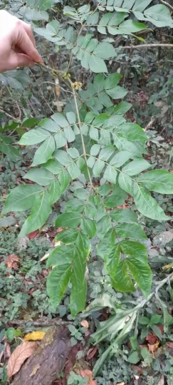 Albizia grandibracteata