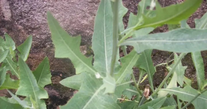 Launaea taraxacifolia
