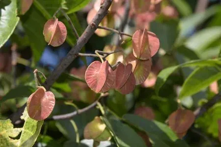 Craigia brownii