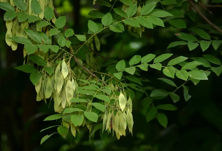 Dalbergia boehmii
