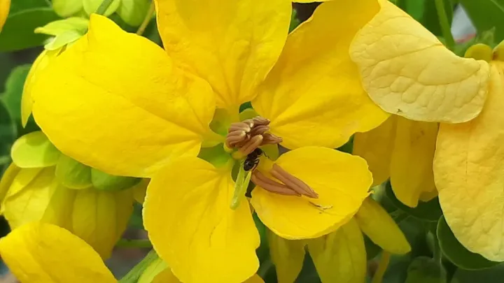 Senna surattensis