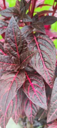 Linden's bloodleaf