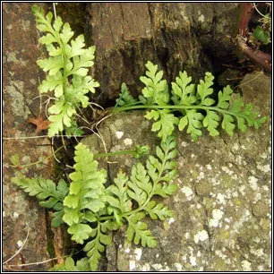 Black spleenwort