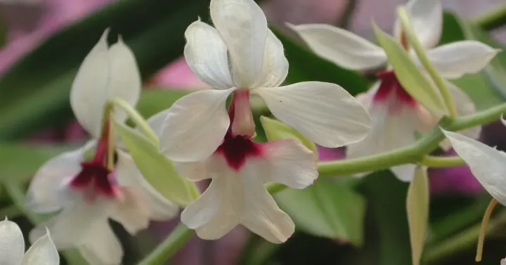 Calanthe vestita