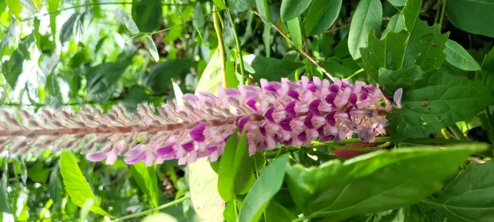 Uraria crinita