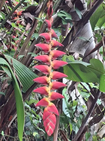 Heliconia pogonantha