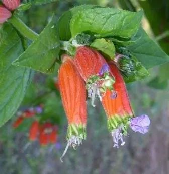 Куфея Шуманна