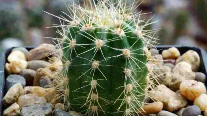 Coleocephalocereus goebelianus