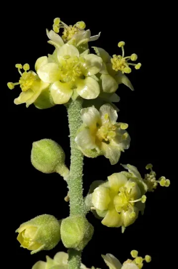 Bastardiopsis eggersii