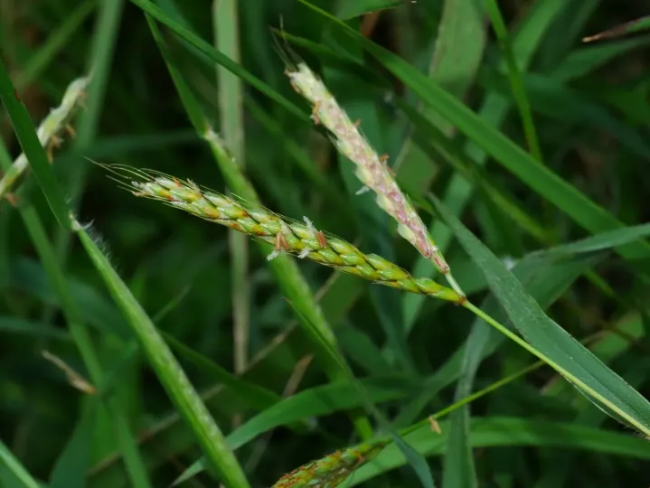 Ischaemum ciliare