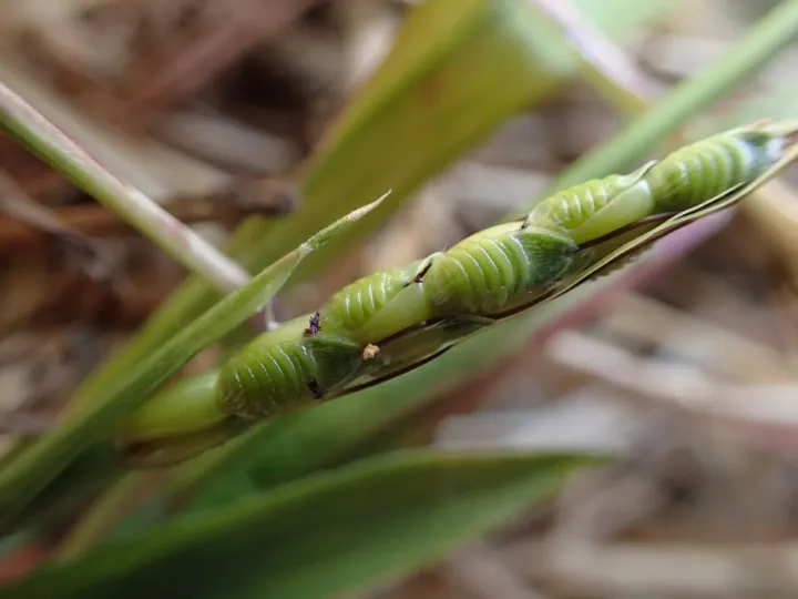 Wrinkled grass